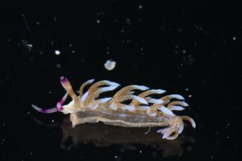 Media type: image;   Malacology 393738 Description: live specimen;